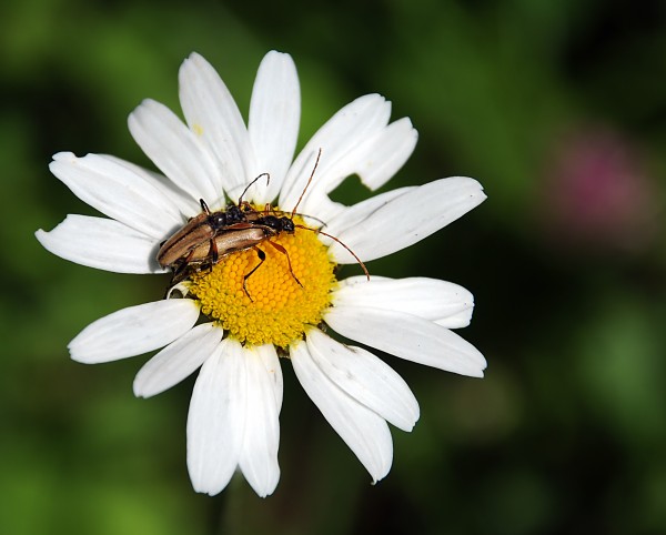 Lover bug